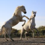 découvrez les principaux standards de sécurité essentiels pour protéger vos données et garantir la conformité de votre entreprise aux meilleures pratiques internationales.